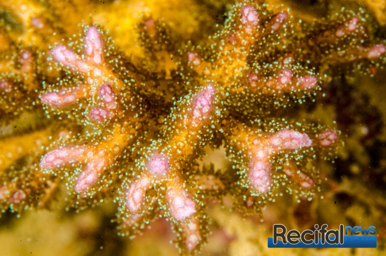 pocillopora