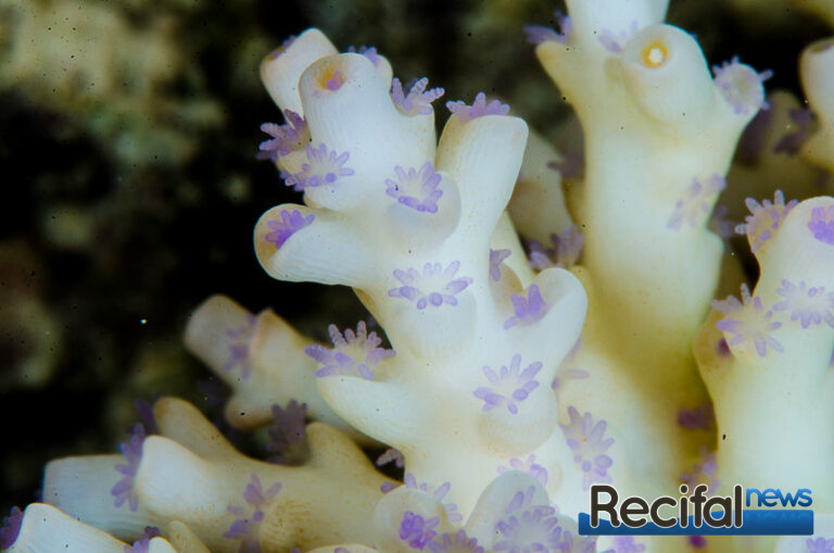 planaires d'Acropora