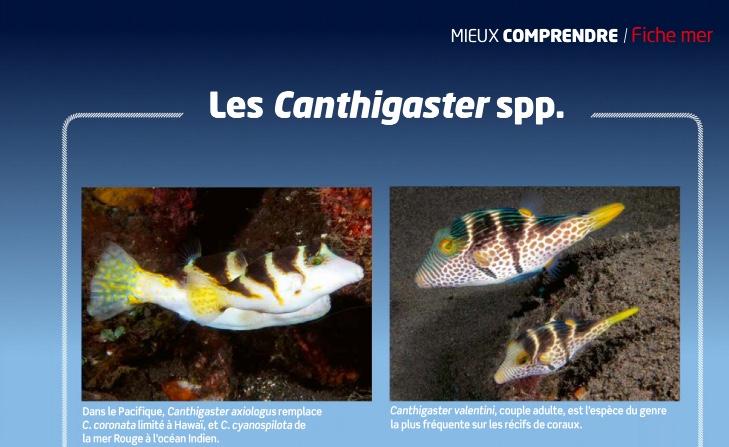 Aquarium à La Maison 135 Les Canthigaster Récifal News