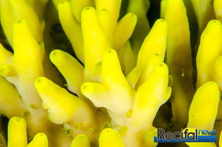 Acropora caroliniana