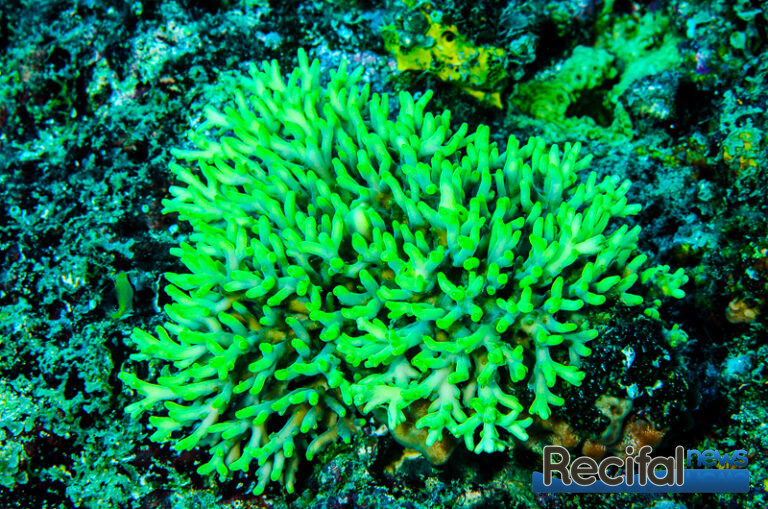 Acropora caroliniana