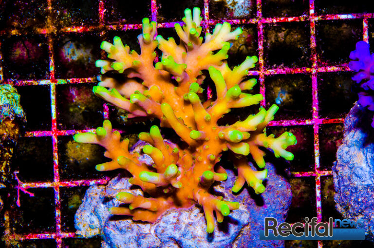 Acropora caroliniana