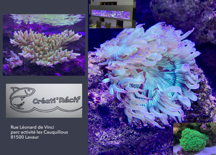 Créati'Récif