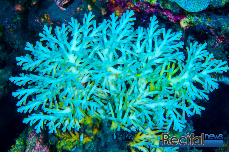 Acropora speciosa