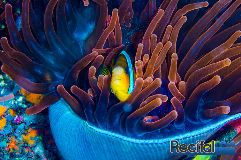 Entacmea quadricolor