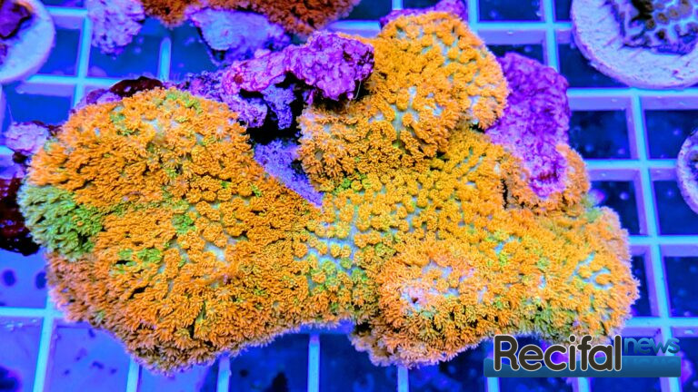 Bernardpora stutchburyi
