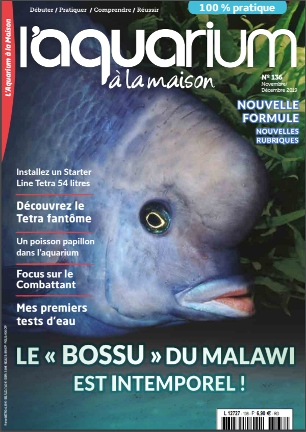 l'aquarium à la maison