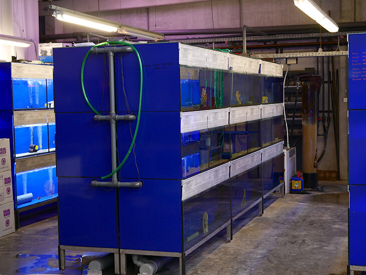 Poisson d'or nouvelle quarantaine Récifal News