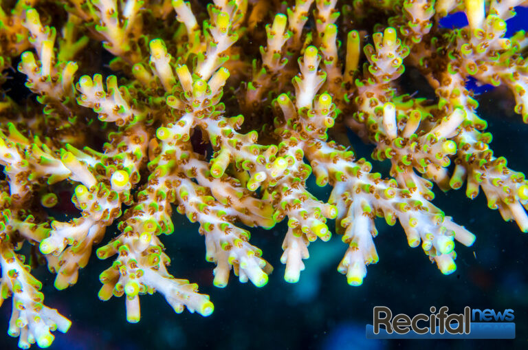 acropora microclados