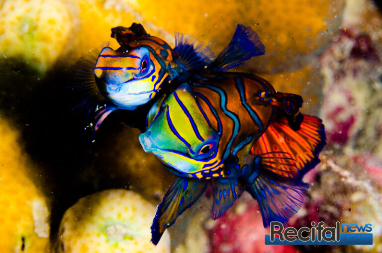 parade mandarin