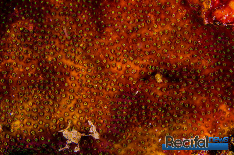 Stylocoeniella