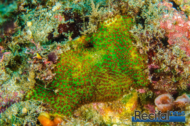 Stylocoeniella