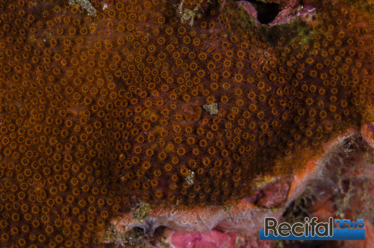 Stylocoeniella