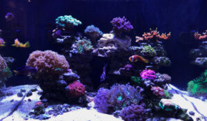 red sea reefer 170 poisson