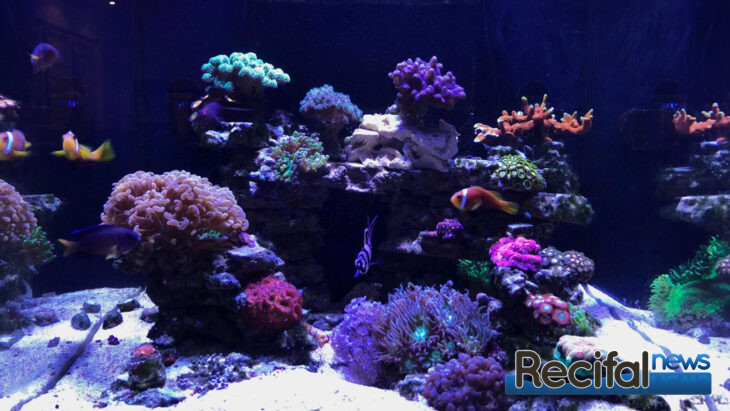 red sea reefer 170 poisson
