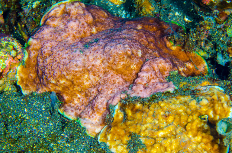 cycloseris wellsi