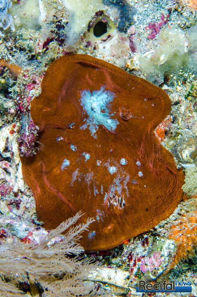 echinophyllia pectinata