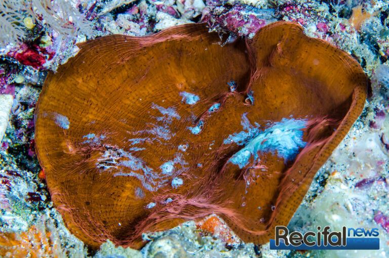 echinophyllia pectinata