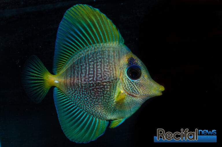 zebrasoma mystere bali aquarich