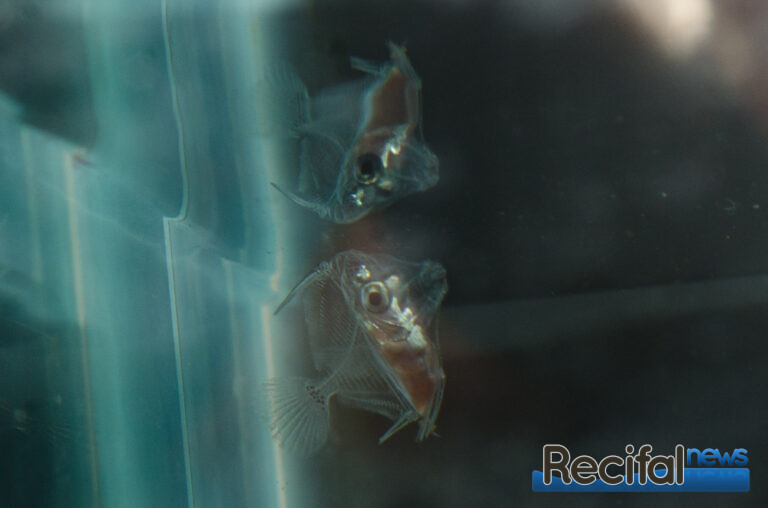 paracanthurus hepatus bali aquarich