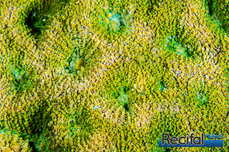 Corail Dur Acanthastrea Élevé En Aquarium - Pièce Unique CITES - Blanc