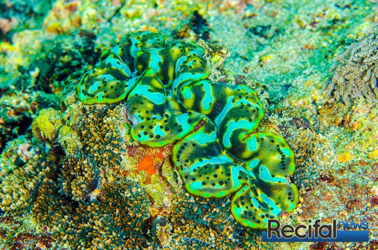 Tridacna noae