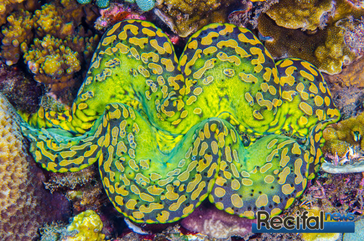 Tridacna noae le bénitier qui pleure ! Récifal News