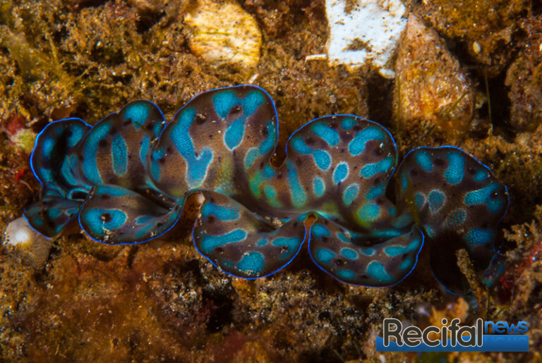 Tridacna noae
