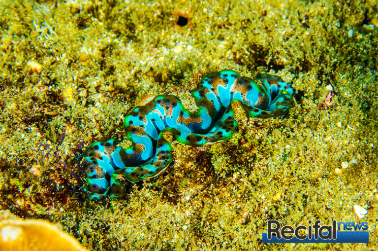 Tridacna noae