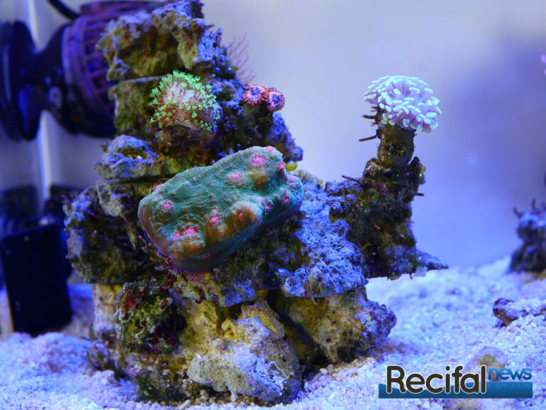 chalice sarcophyton euphyllia fimbriaphyllia