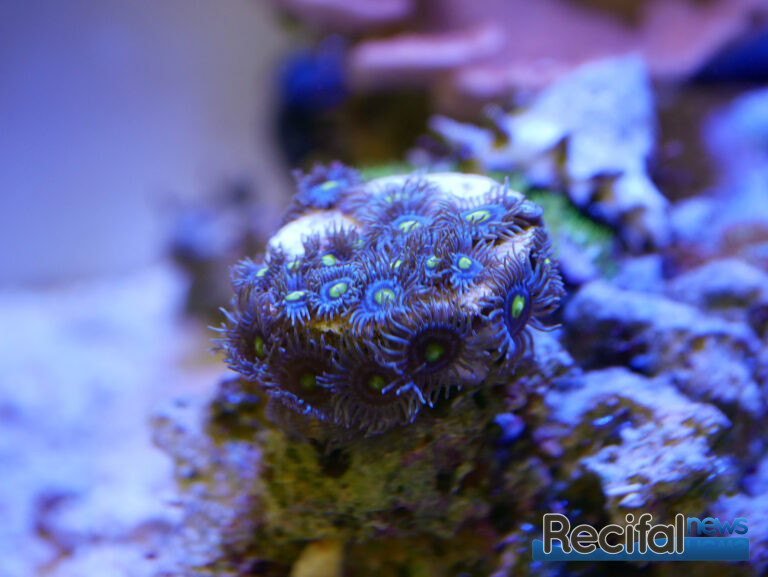 zoanthus