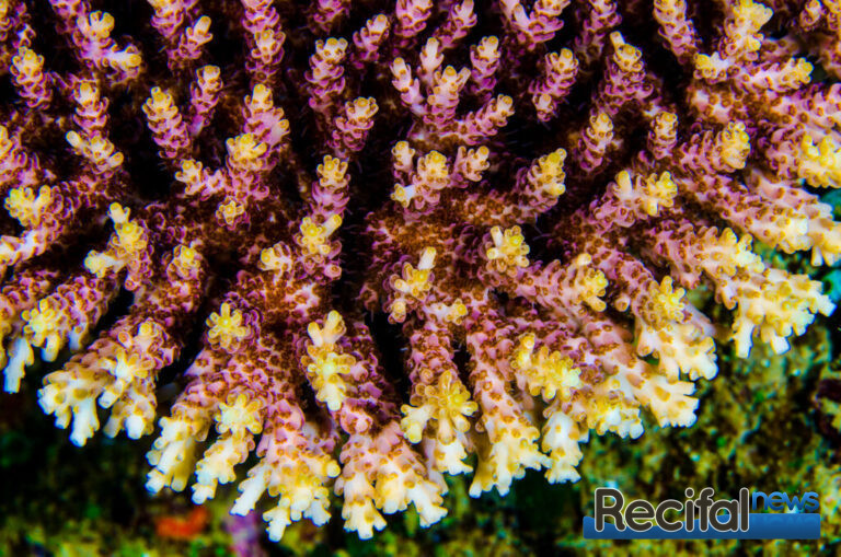 Acropora microclados pink lemonade colonie