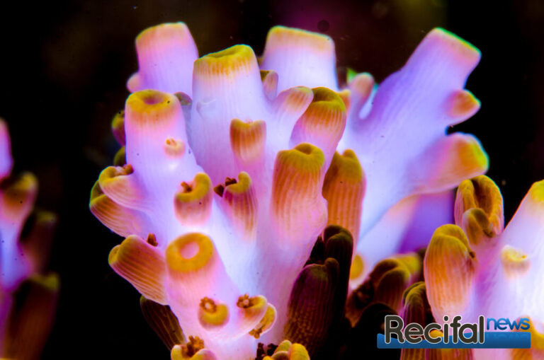 Acropora microclados pink lemonade macro