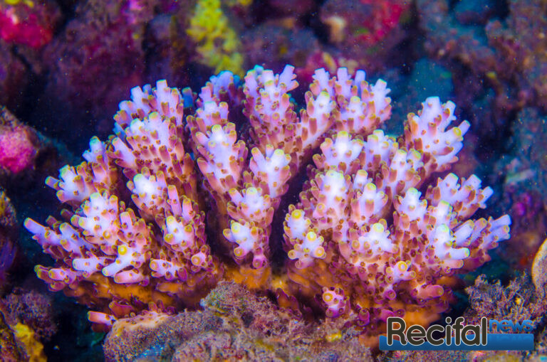 Acropora microclados pink lemonade in situ