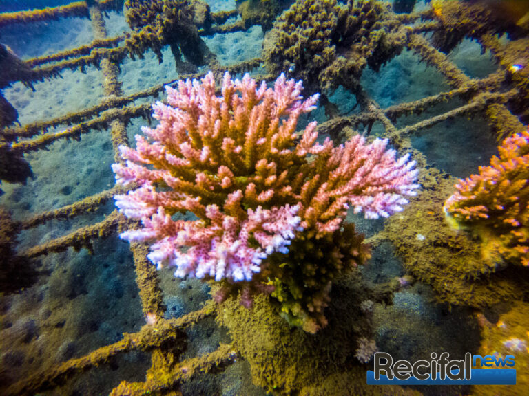 Acropora microclados pink lemonade table culture