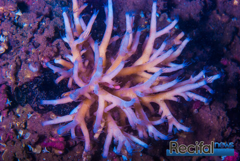 Acropora suharsonoi nuit