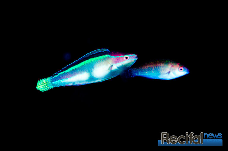Cirrhilabrus temminckii couple