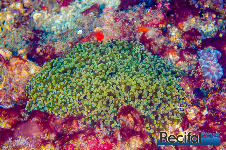 fimbriaphyllia paradivisa caulastrea furcata