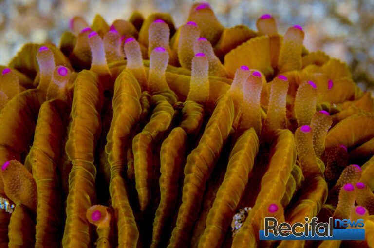 Herpolitha limax macro