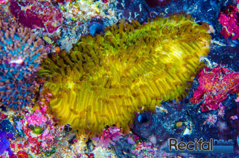 Herpolitha limax orange