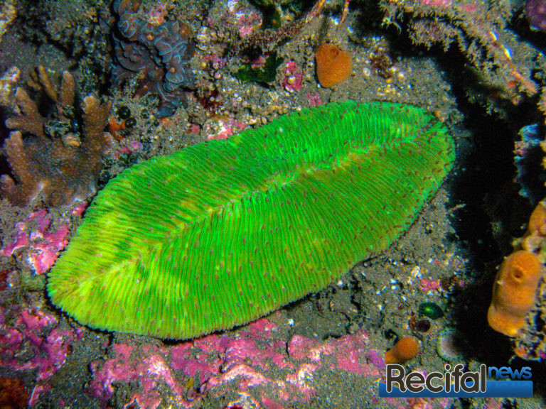 Herpolitha limax vert