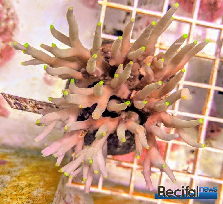 Acropora suharsonoi jaune rose