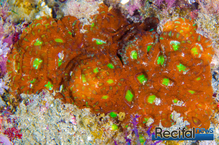 Micromussa amakusensis colonie