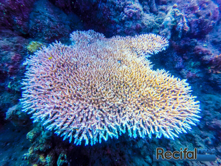 Acropora jacquelinae colonie in situ