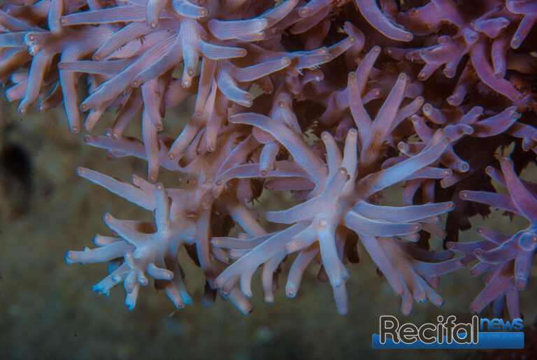 Acropora jacquelinae macro