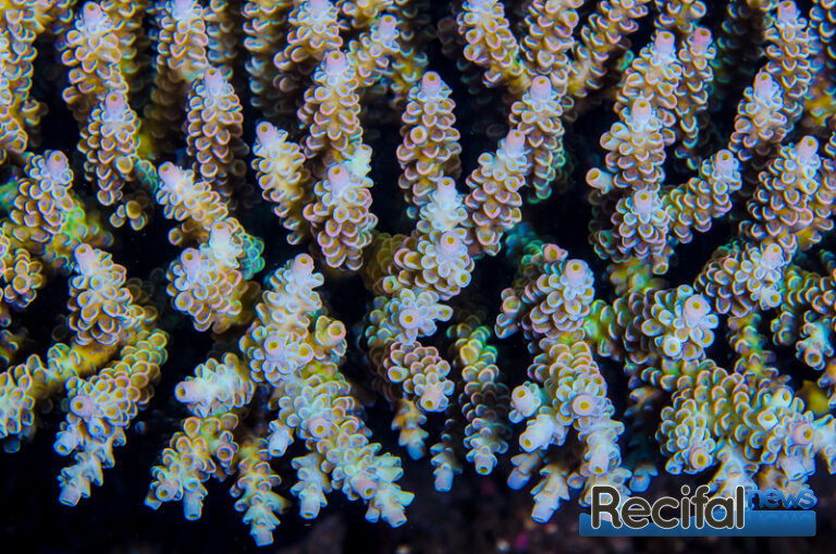 acropora tenuis homewrecker macro