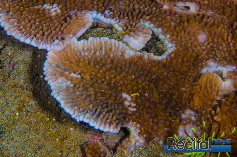 montipora vue rapprochée