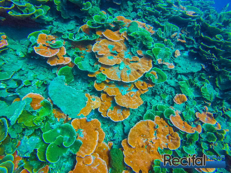 montipora recif 2