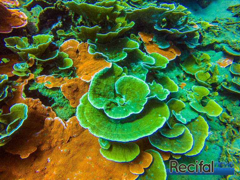 montipora recif