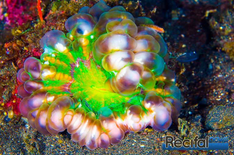 12 Multicolor Aquarium Bulle sous-marine Lumière sous-marine Nuit